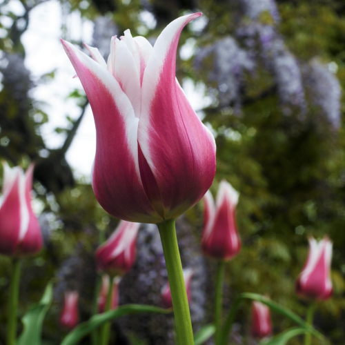 Tulip flower